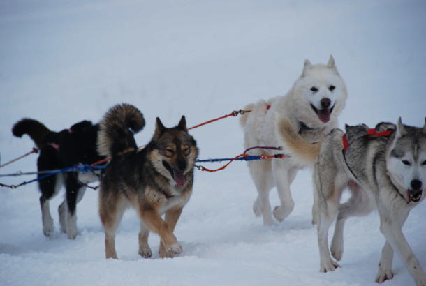 Bapteme De Chien De Traineau 2 Pers Pres D Annecy En Savoie