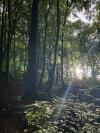 Parcours en forêt au Taillefer