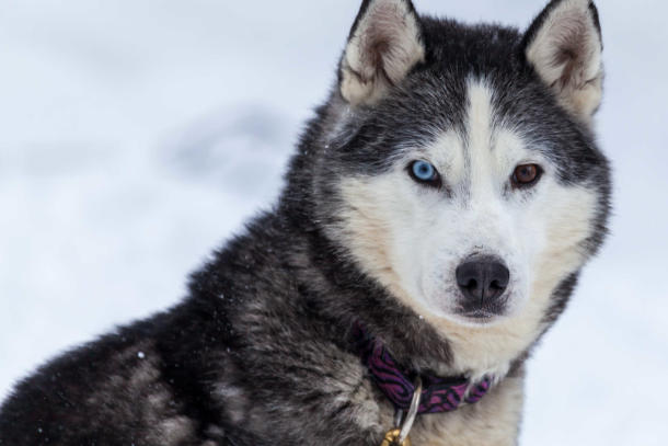 Bapteme En Chien De Traineau 3 Pers Pres D Annecy En Haute Savoie