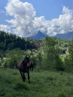 Randonnée à cheval dans la région d'Annecy 