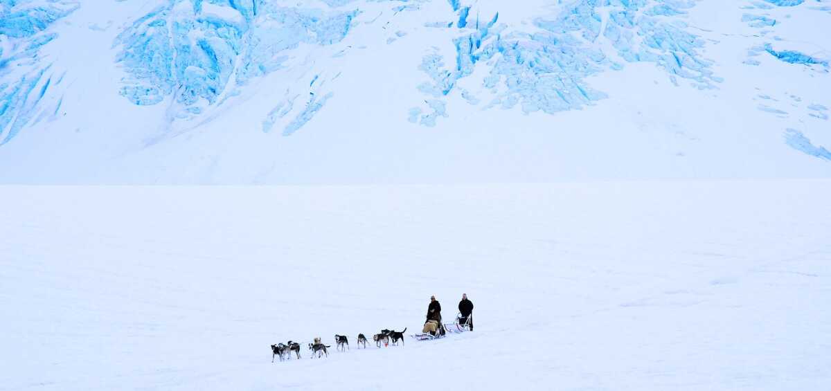 Chien de traineau Finlande