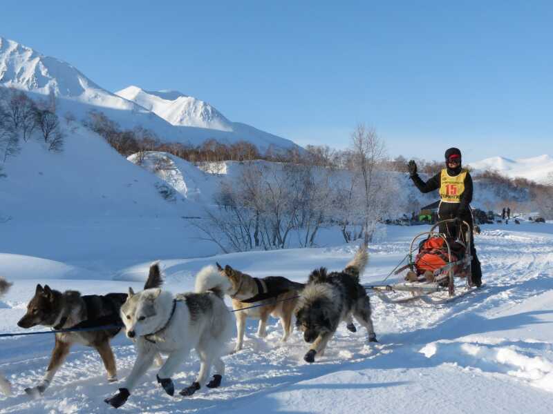 Devenir musher chien de traineau