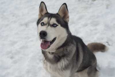 Husky sibérien