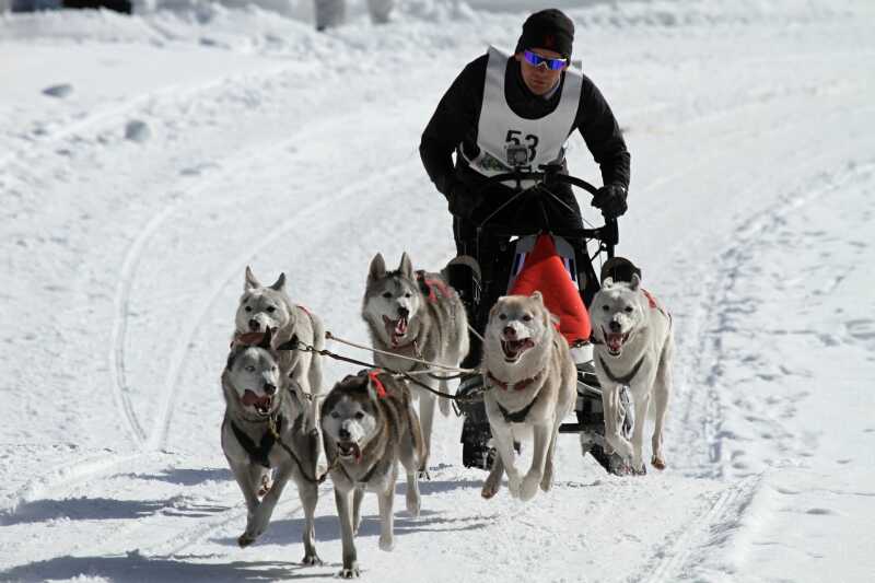 Compétition chien de traineau