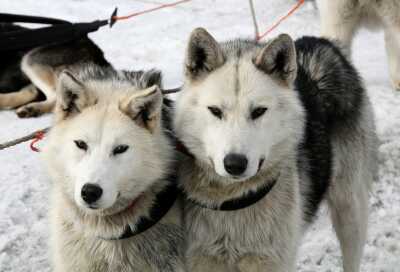 Esquimau canadien chien de traineau