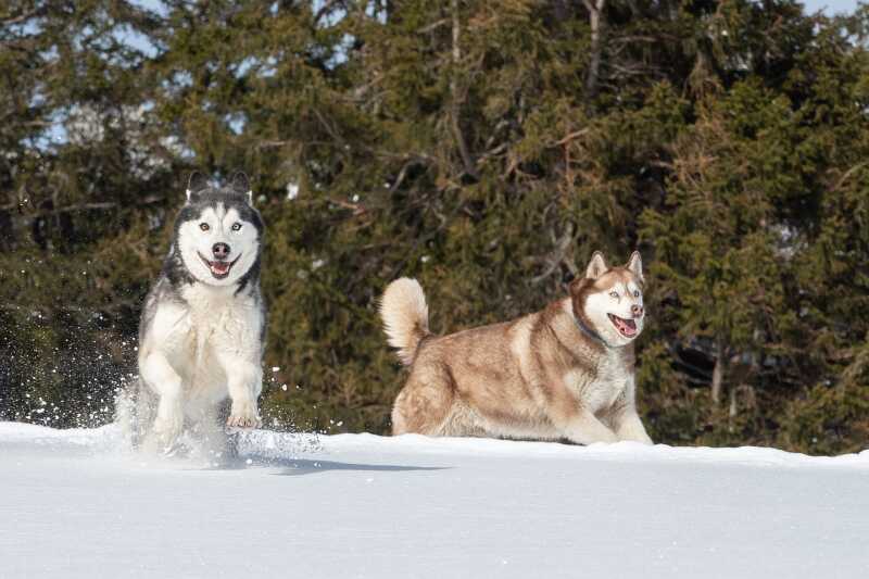 Chien de traineau Annecy sensations