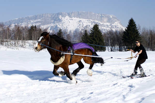 Ski Joëring at la Féclaz