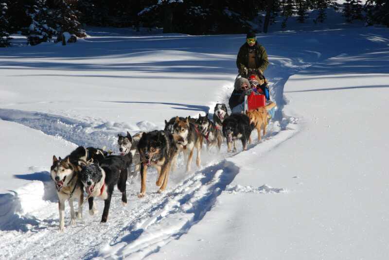 Balade/baptême en chien de traineau