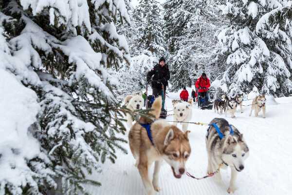 Dog sledding at la Féclaz-Le Revard