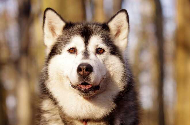 Cani-VTT/trottinette chien de traineau