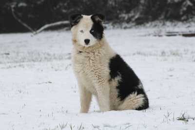 Laïka de Yakouti chien de traineau