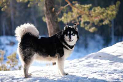 Malamute d'Alaska chien de traineau